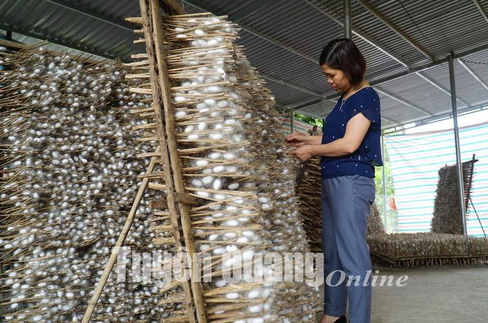 Kén tằm được kiểm tra thường xuyên nhằm đảm bảo chất lượng đầu ra.