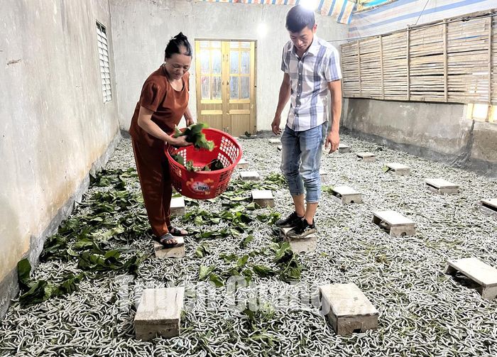 Nhà tằm để nuôi tằm trong thời kỳ ăn rỗi, nếu tằm khỏe, bước vào nhà tằm sẽ có mùi thơm mộc mạc của dâu.