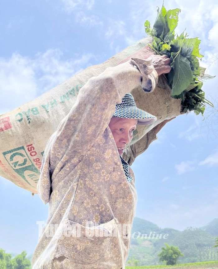 Hàng ngày bà con nuôi tằm phải qua bãi soi để hái dâu cho tằm ăn.
