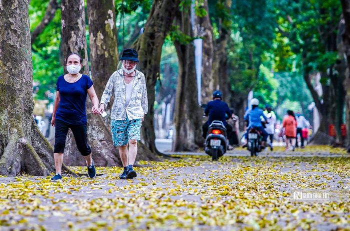 Khung cảnh lãng mạn với màu vàng của lá rơi tuyệt đẹp thích hợp để người dân đi bộ trên con đường này.