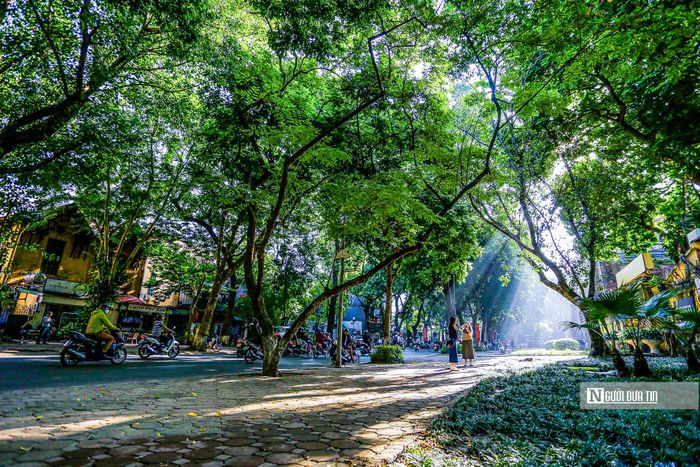 Mùa này, những con phố Phan Đình Phùng, Kim Mã, Hoàng Hoa Thám..., đang được thay tấm áo mới.