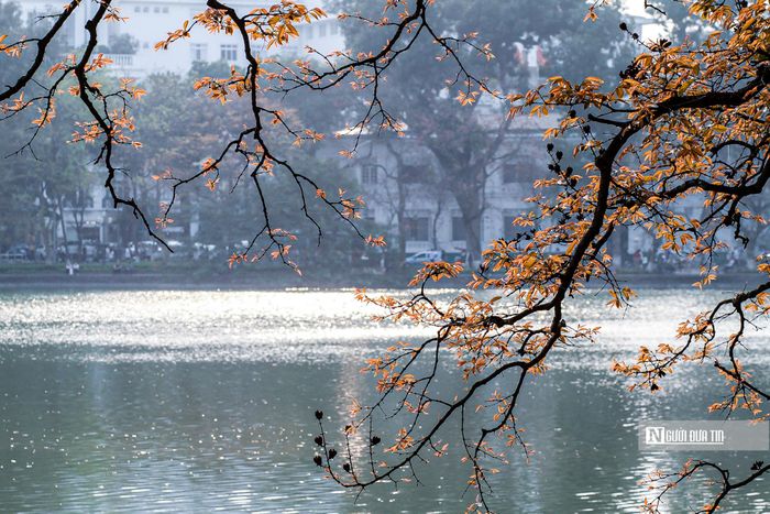 Vài chiếc lá vàng còn đọng lại trên những cành cây. Mùa thu là khoảng thời gian cây thay lá, sau đó sẽ đâm chồi nảy lộc.