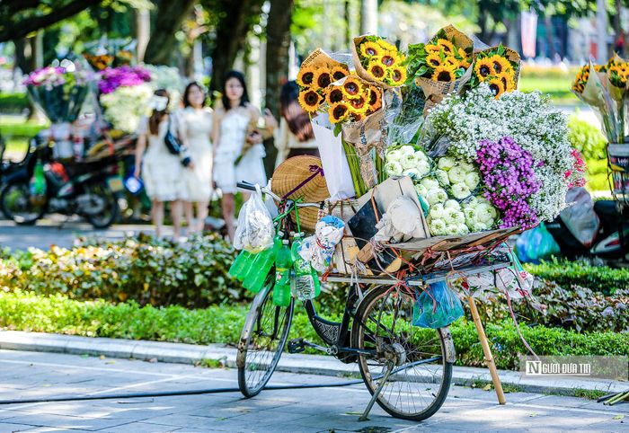 Những chiếc xe chở đầy cả trời thu rong ruổi trên khắp phố phường.