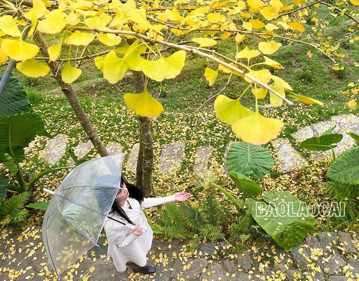 Đi dưới hàng cây bạch quả Sa Pa, nhiều người ngỡ đang ở giữa mùa thu ở xứ sở kim chi.