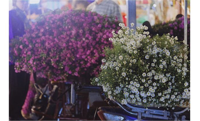 Hoa cúc họa mi cùng một số loài hoa khác, tạo nên một Hà Nội rực rỡ sắc màu đầu Đông. Ảnh: TRƯƠNG ĐÌNH MINH