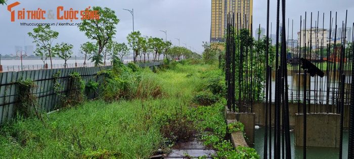 Còn tại công trình này, cỏ dại mọc um tùm.