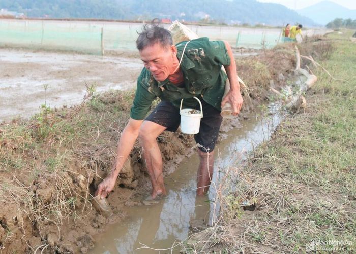 Người dân xã Châu Nhân (Hưng Nguyên) đi săn cáy trên ruộng bằng cốc nhựa. Ảnh: Huy Thư