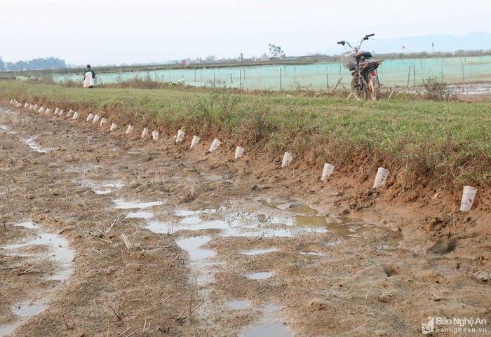 Đặt cốc nhựa săn cáy trên ruộng ở xã Châu Nhân (Hưng Nguyên). Ảnh: Huy Thư