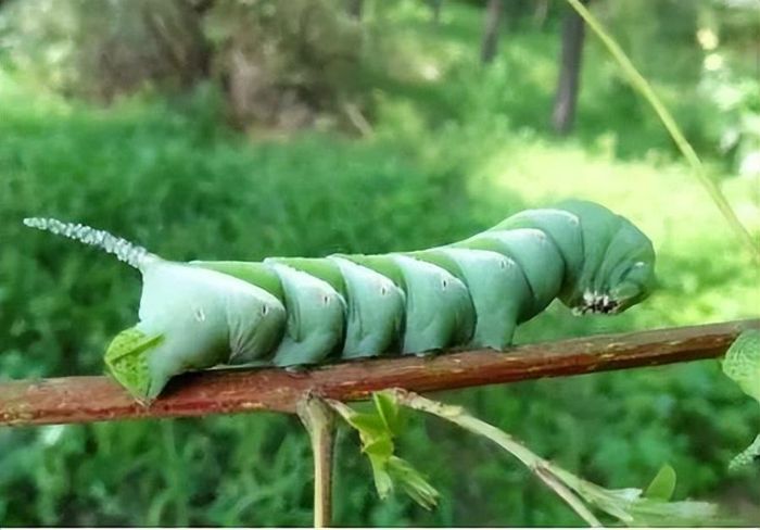 Sở dĩ người ta đặt cho nó cái tên như vậy có nghĩa là sâu đậu có chứa lượng dinh dưỡng mà bạn không thể tưởng tượng nổi, thậm chí có thể sánh ngang với "linh đan của Thái thượng lão quân".