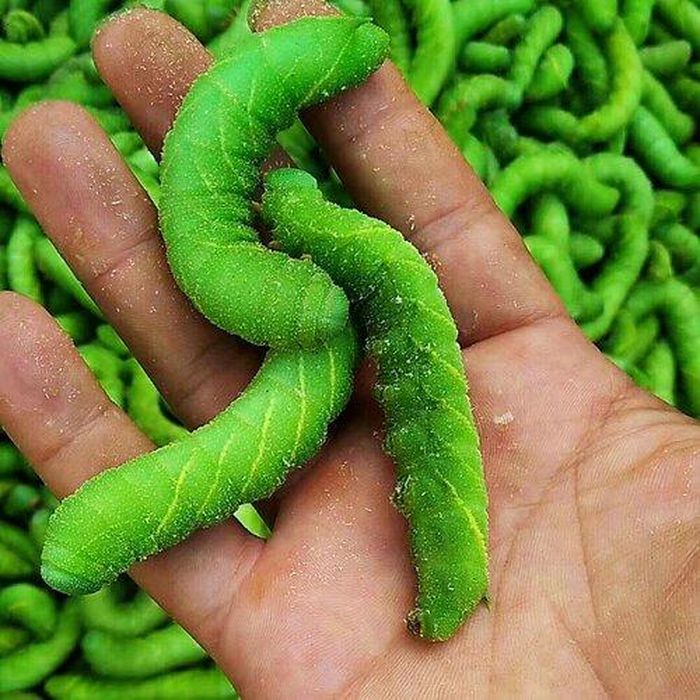 Theo quan điểm của y học cổ truyền Trung Quốc, sâu đậu còn có tác dụng chống lão hóa, bảo vệ tim mạch, xua tan cảm lạnh và bồi bổ dạ dày, quả thật không thua gì thần dược.