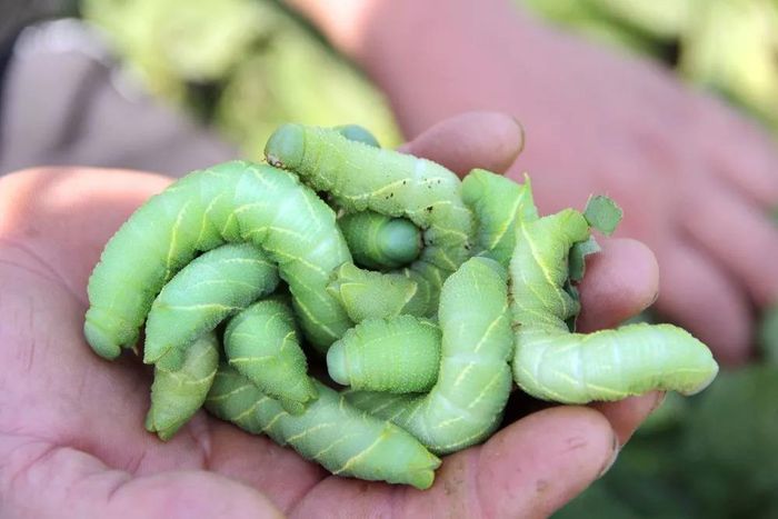 Cách chế biến sâu đậu chủ yếu là chiên hoặc nướng, hương vị của nó được người sành ăn đánh giá là thơm ngon, rất bùi.