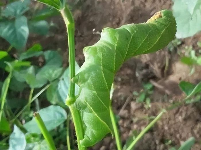 Nào ngờ có một ngày, sâu đậu sẽ thành đặc sản. Theo tìm hiểu, sâu đậu một loài nhuyễn thể nhỏ ăn lá đậu và uống mật hoa để sống.