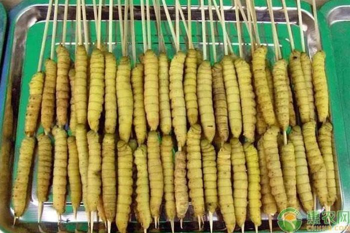 Dù hiện tại đã có người chuyên nuôi nhưng sâu đậu vẫn rất đắt, trở thành đặc sản không phải ai cũng có tiền mua.