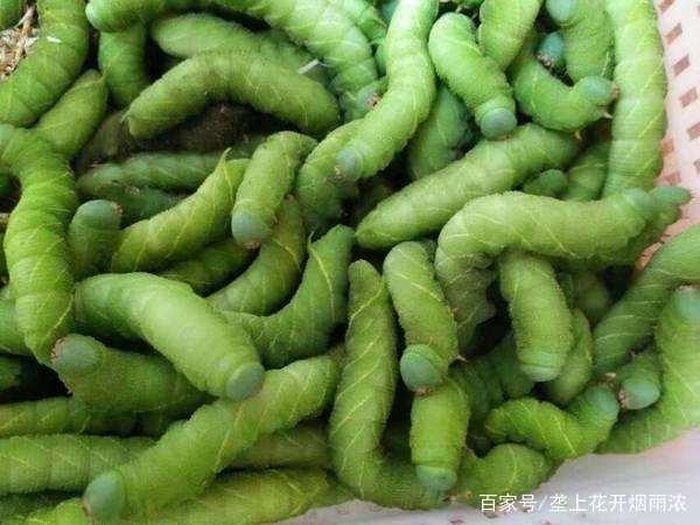 Ngoài chất đạm, sâu đậu còn rất giàu các nguyên tố vi lượng cần thiết cho cơ thể con người như canxi, phốt pho, magiê, sắt, v.v.