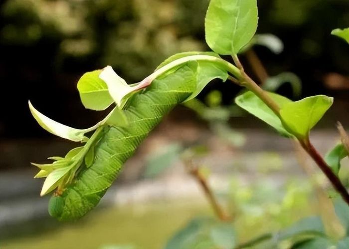 Vì thường làm giảm năng suất đậu tương, nên sâu đậu bị nông dân ghét cay ghét đắng. Ngoài ăn đậu nành, sâu đậu còn ăn các loại cây khác, sức tàn phá của nó tương đối mạnh, trước đây nông dân cố gắng loại bỏ nó, nhưng sức sống của nó cũng tương đối ngoan cường.