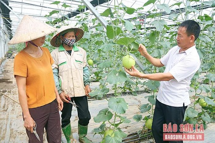 Mô hình trồng dưa của HTX dịch vụ nông nghiệp Mường Tấc.