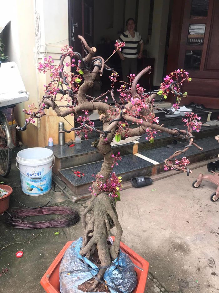  Khế bonsai nhiều hoa được rao bán 1,2 triệu đồng để chơi Tết. Ảnh: Facebook