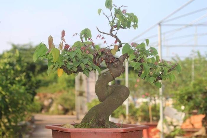 Dưới bàn tay khéo léo của các nghệ nhân, chậu khế bonsai độc đáo mang lại giá trị thẩm mỹ cao. Ảnh: Internet