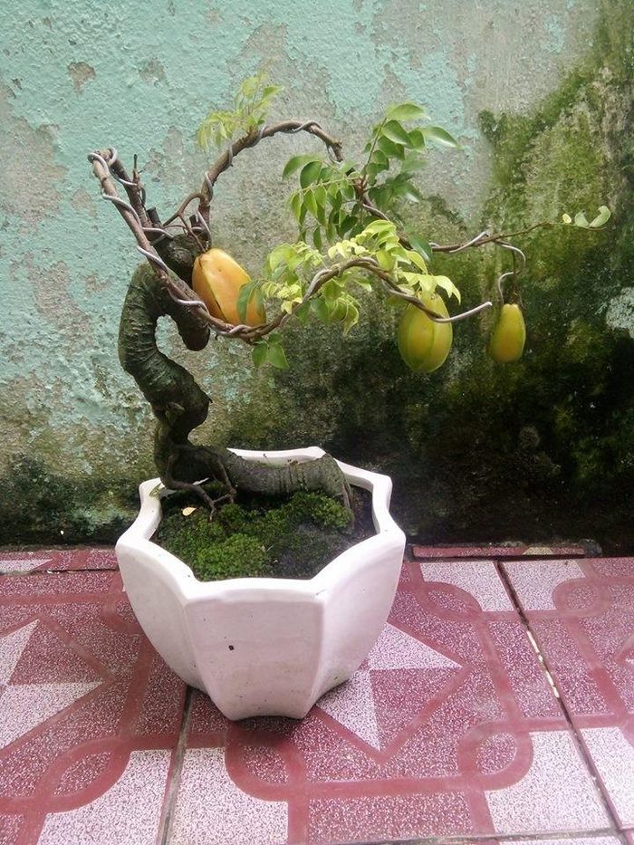 Thân khế giòn nên khó uốn tạo tay cành như một số cây cảnh khác. Ảnh: Người đưa tin