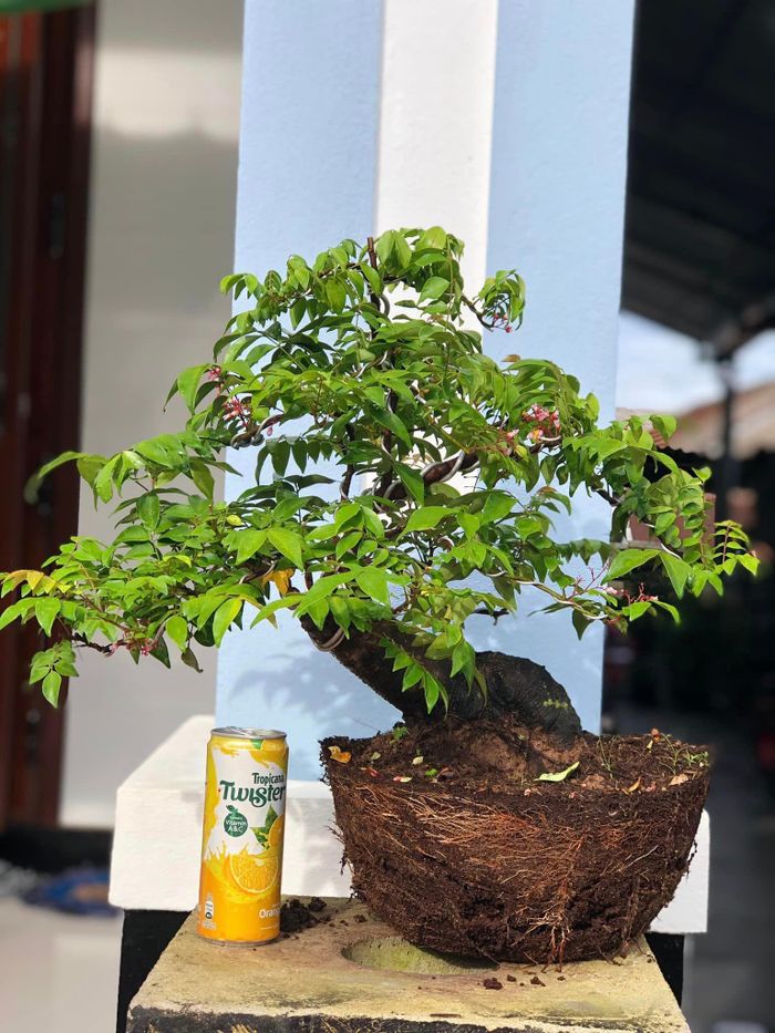 Những chậu khế mini cao từ 36 - 50 cm được đông đảo khách hàng ưa chuộng. Ảnh: Facebook