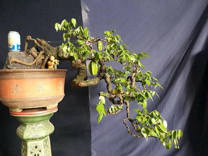  Khế bonsai dáng huyền cực kỳ bắt mắt. Ảnh: Facebook