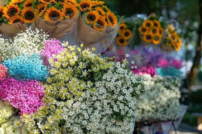  Những xe hoa rong - xe chở mùa ấy không chỉ phục vụ nhu cầu chơi hoa, thưởng hoa của người Hà Thành, tô điểm cho cảnh sắc Thủ đô mà còn tạo ấn tượng sâu sắc đối với du khách khi đến với Hà Nội. (Ảnh: Khánh Hòa/TTXVN) 