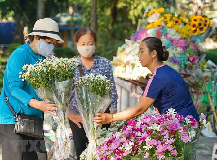  Chỉ cần nhìn cảnh mua hoa cúc họa mi của người bán hoa rong là ai cũng biết Hà Nội đang trong tiết trời cuối Thu đầu Đông. (Ảnh: Khánh Hòa/TTXVN) 