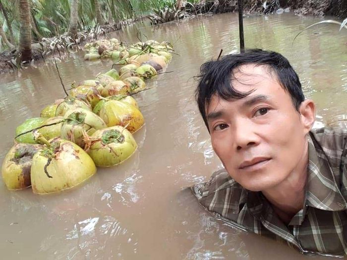 Người dân lôi dừa trên mặt nước về điểm tập kết 