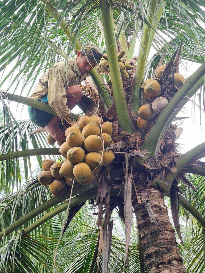 Người dân Bến Tre thu hoạch dừa 