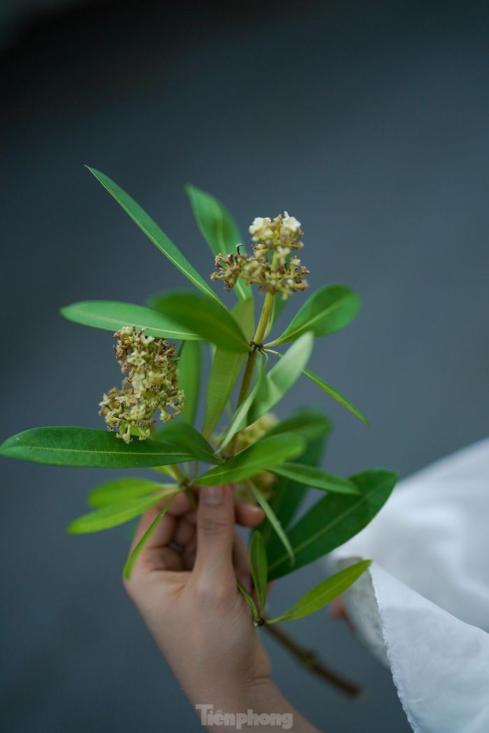 Hoa sữa chữa trị được nhiều loại bệnh. Vỏ cây được sử dụng để giải độc, chữa bệnh về đường ruột rất hiệu quả. Lá cây có tác dụng làm sảng khoái tinh thần và chống các triệu chứng tê phù.