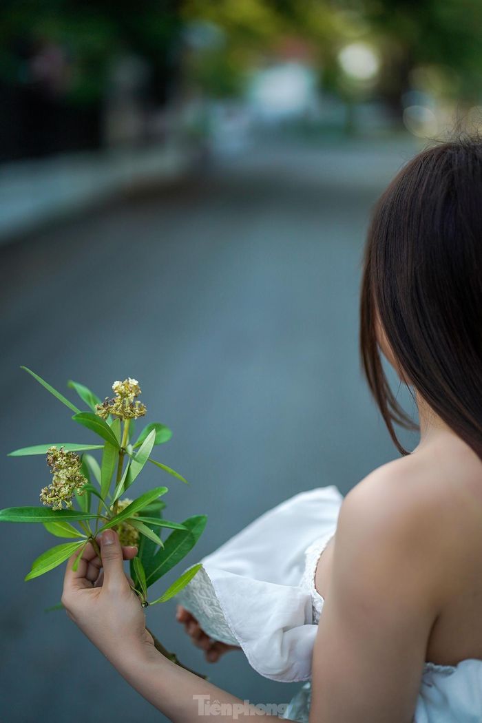 Một cô gái trẻ sống ở Phú Mỹ Hưng (Quận 7) tranh thủ ra chụp ảnh với những bông hoa sữa còn sót lại vào những ngày đầu tháng 11. "Em định ra đây chụp ảnh hoa sữa mấy hôm trước nhưng bận quá. Hôm nay, em tranh thủ chạy ra chỗ này chụp thì hoa rụng gần hết, tiếc ghê", cô gái chia sẻ.
