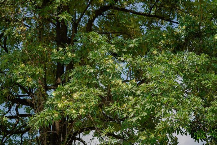 GS.TSKH Trần Đình Long, chủ tịch Hội Giống cây trồng Việt Nam từng cho rằng hoa sữa không có lỗi. Lỗi là do người làm quy hoạch nên mới xuất hiện tình trạng hương hoa sữa đậm đặc ảnh hưởng đến người dân xung quanh. GS Long cho rằng hoa sữa là loại cây đô thị, dễ trồng và có vẻ đẹp riêng. Tuy nhiên loài hoa này chỉ đẹp và phát huy được thế mạnh khi được trồng đúng cách.