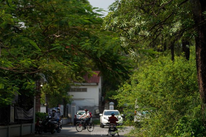 Hoa sữa ở Sài Gòn được trồng khá nhiều nơi. Hình ảnh này được ghi nhận tại hàng hoa sữa trước cổng trường PTTH Nam Sài Gòn (khu đô thị Phú Mỹ Hưng, quận 7, TPHCM).
