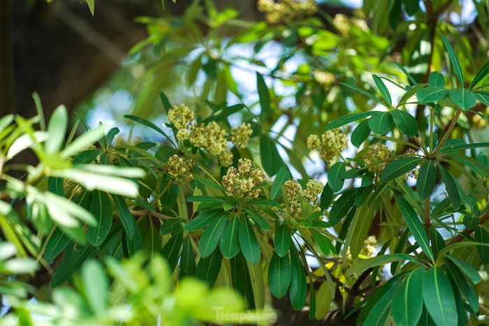 Ở Sài Gòn, hoa sữa lâu tàn. Mùi hương nồng nàn đến cuối tháng 10 và sang cả tháng 11.