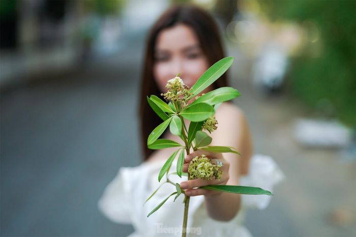 Hoa sữa phải trồng cách nhau tối thiểu là 50m. Nhưng thực tế ở nhiều nơi, người ta trồng với mật độ quá dày, chỉ vài mét lại có một cây. Với mật độ ấy, vào mùa hoa nở, hương sẽ rất nồng nặc.