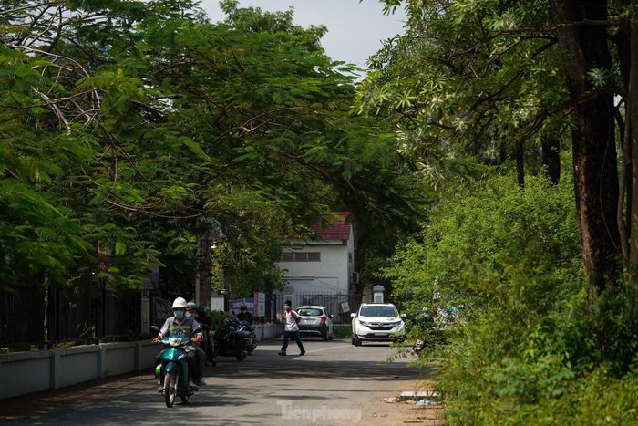 Một đặc tính khác mà khi nhắc đến hoa sữa mà ai cũng có ấn tượng chính là mùi hương khá nồng nếu trồng mật độ dày. Với những ai từng sống ở Hà Nội thì có thể cảm nhận rõ điều này.