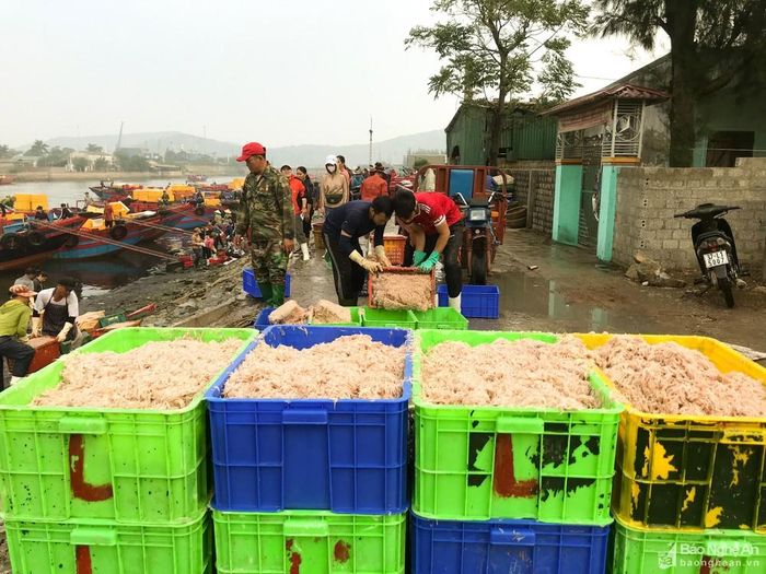 Thời điểm vào mùa ruốc, các bến cá trong tỉnh vào sáng sớm hay lúc trời vừa tắt nắng luôn nhộn nhịp, đông vui với từng tốp người nhà, thương lái chờ đón những chiếc thuyền chở ruốc đầy khoang cập bến. Ảnh: Thanh Phúc