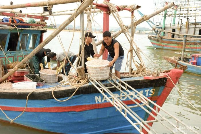 Mỗi thuyền khai thác ruốc thường có 6 - 10 người, sau khi phát hiện có ruốc chia nhau bủa lưới, mỗi người một tay kéo lưới, thu hẹp ruốc dần về phần đụt lưới rồi chia nhau vớt ruốc lên thuyền và chạy vào bờ. Ảnh: Thanh Phúc