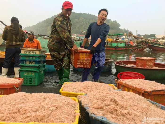 Mặc dù không phải là một trong những nghề khai thác thủy sản chủ lực của tỉnh nhưng nghề khai thác ruốc luôn mang lại nguồn thu nhập đáng kể cho không ít ngư dân. Năm nay, dù giá ruốc xuống thấp chỉ còn 6.000-8.000 đồng/kg song ngư dân các vùng biển như: Cửa Lò, Diễn Châu, Quỳnh Lưu vẫn vui vì các thuyền luôn “trúng đậm” ruốc… Ảnh: Thanh Phúc