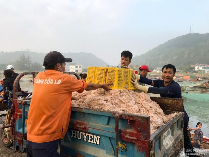 Sáng 7/11, sau một chuyến đi ruốc đêm, ngư dân Nghi Thủy (thị xã Cửa Lò) đánh bắt được hàng trăm tấn ruốc. Thuyền ít nhất cũng đánh bắt được 1,5-2 tấn ruốc, có những thuyền chỉ sau một đêm khai thác đã thu về 5 tấn ruốc như anh Nguyễn Văn Minh. Thuyền cập bến, anh bán cho thương lái, thu về 30 triệu đồng. Ảnh: Thanh Phúc