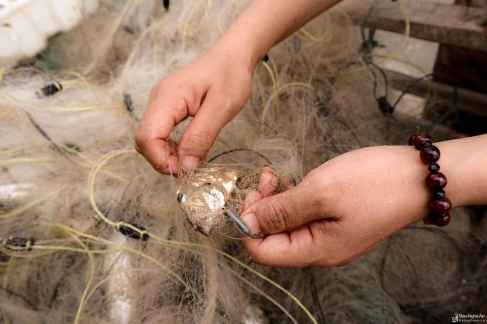 Lão ngư Nguyễn Minh Sáng (73 tuổi, ở phường Thu Thủy, TX.Cửa Lò) cho biết: “Mấy năm trước đi biển dễ kiếm tiền, biển nhiều cá, tôm, chỉ cần ra khơi bủa lưới là có cá, ít khi về không. Giờ ở gần bờ, cá, tôm khan hiếm hơn, phải dong mủng ra xa, giá dầu càng ngày càng đắt đỏ nên thu nhập cũng giảm sút. Để bảo vệ nguồn lợi hải sản, đảm bảo sinh kế lâu dài, lâu nay, ngư dân chuyển sang đánh bắt bằng lưới cước mắt lớn thay vì dùng lưới cước mắt nhỏ, chỉ bắt cá lớn, không khai thác tận diệt. Ảnh: Thanh Phúc
