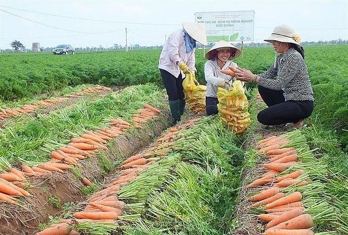 Vụ đông năm 2021-2022, cà rốt được tiêu thụ thuận lợi, giá bán cao