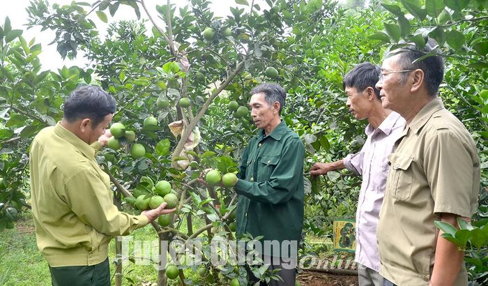 Cán bộ, hội viên thăm vườn cam của CCB Nguyễn Văn Đức, thôn Khánh Xuân, xã Hùng Đức (Hàm Yên).