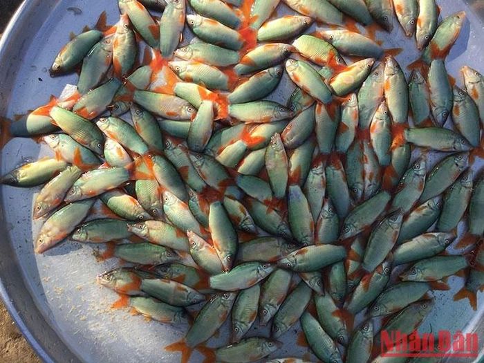 Cá heo đặc sản nước nổi.