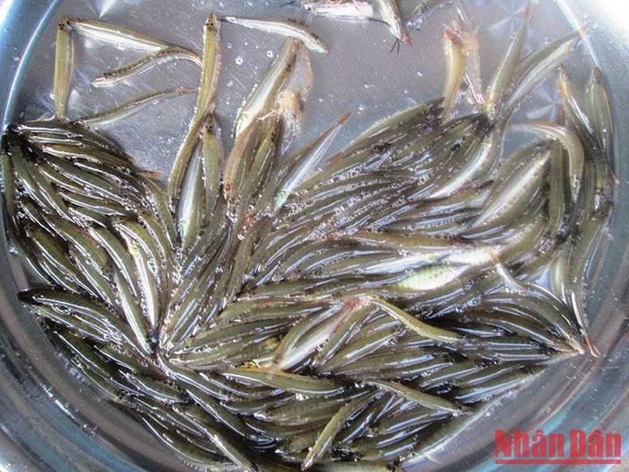 Cá khoai đặc sản mùa nước nổi.
