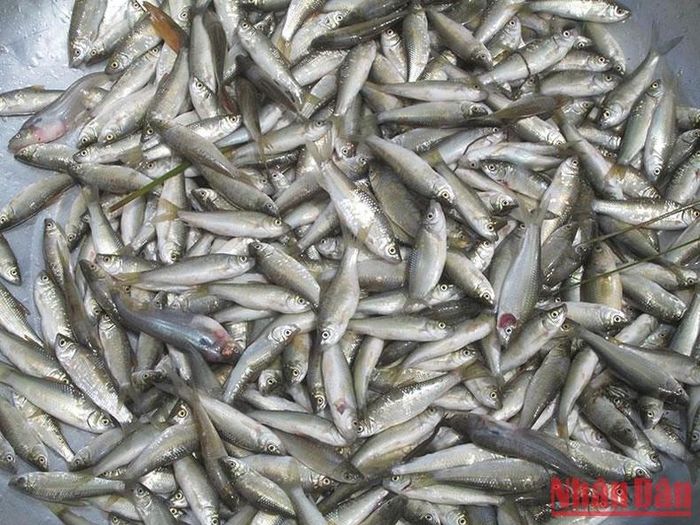 Cá linh là nguồn lợi của ngư dân.