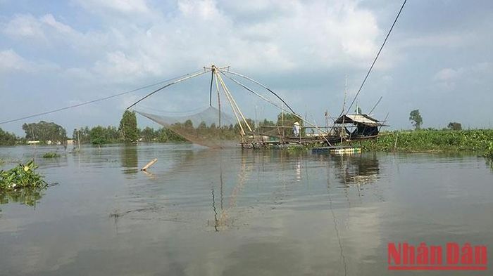 Trong mùa lũ, ngư dân kéo vó cá kiếm được nhiều tiền.