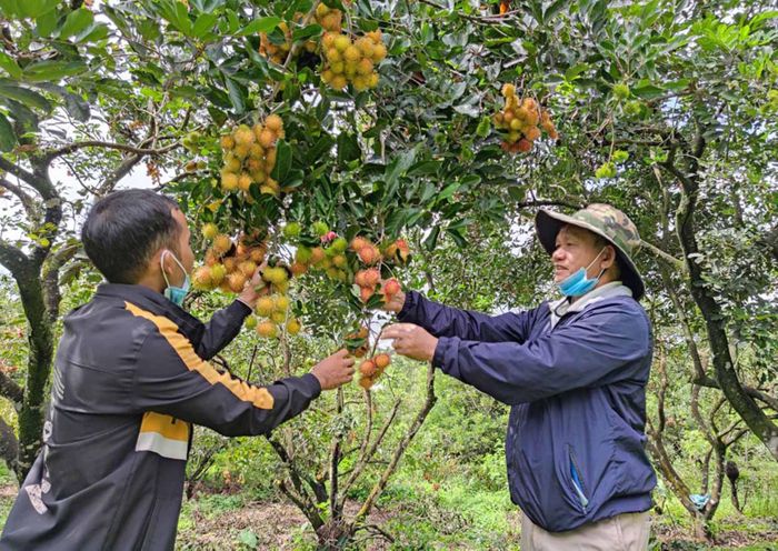 Người dân xã Ia Tô (huyện Ia Grai) thu hoạch chôm chôm. Ảnh: Ngọc Sang