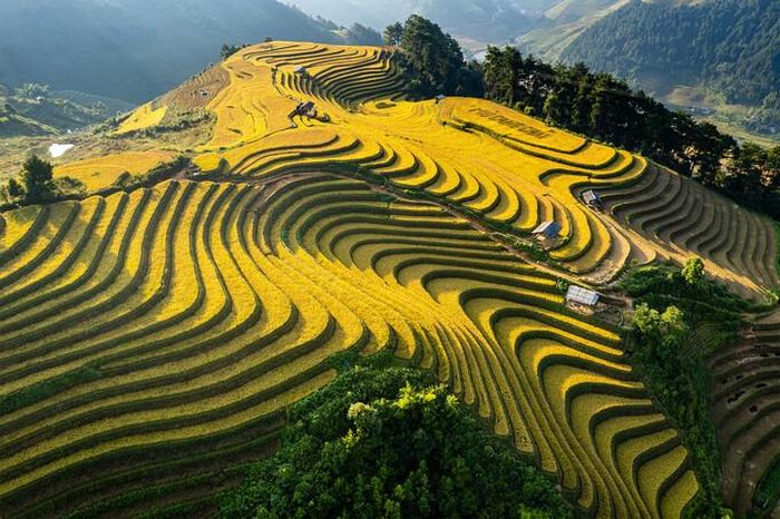 Đến Mù Cang Chải mùa này, đắm chìm trong 'biển vàng' óng ánh đẹp siêu ...