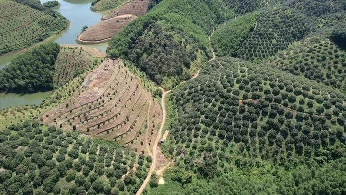 Gắn Quy hoạch lâm nghiệp với mục tiêu COP26.
